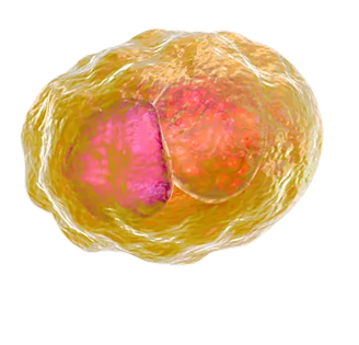 Chlamydia trachomatis