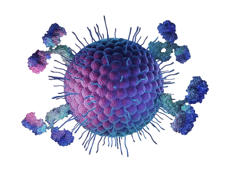 Herpes simplex virus 2
