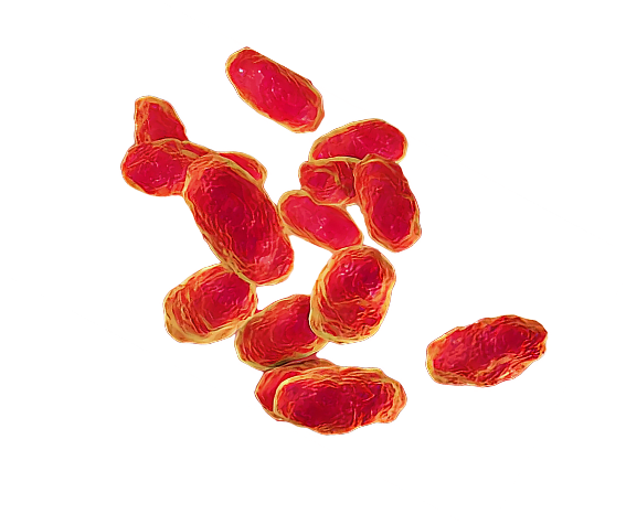 Mycoplasma hominis